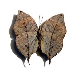 Deadleaf butterfly